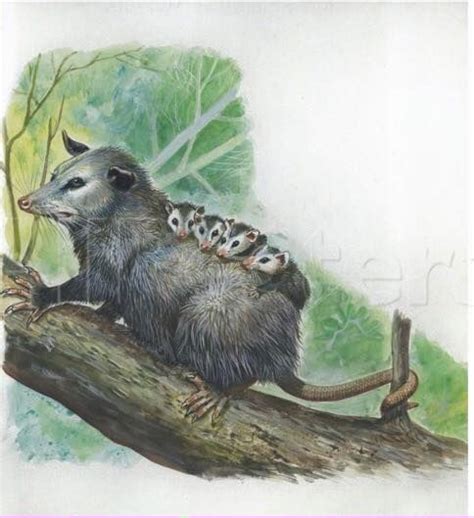 78 Best Possum Art Of The Opossum Images On Pinterest Opossum