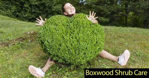 Boxwood Shrubs How To Grow And Care For Boxwoods Box Wood Shrub
