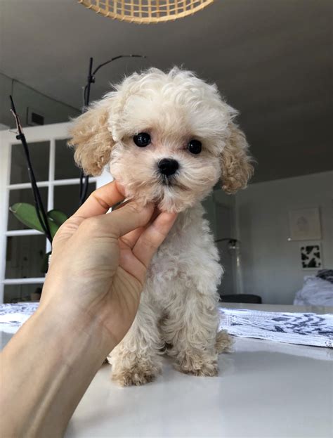 Breeders wanted a small, low shedding companion dog. Teacup Maltipoo Puppy!! | iHeartTeacups