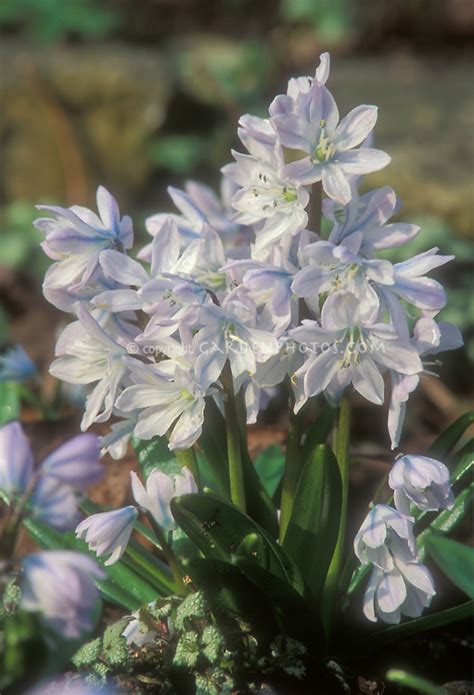 The flowers of this variety are striped in pale and dark lilac, blooming in the spring. Pushkinia flowers in spring | Plant & Flower Stock ...