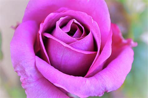 Deep Pink Rose Bud Close Up Photograph By Gaby Ethington Fine Art America