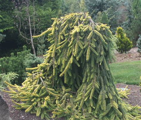 They are commonly used as accent plants, novelty such as christmas trees, they make great topiary, and they are wonderful for adding color or texture. Picea abies ' Gold Drift ' Dwarf Weeping Golden Norway ...