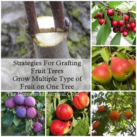 How To Graft Multiple Fruit Trees Fruit Trees