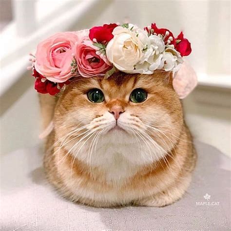 This Artist Is Making Flower Crowns For Animals And They