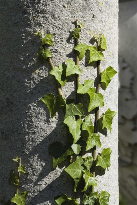 Different Ivy Plants