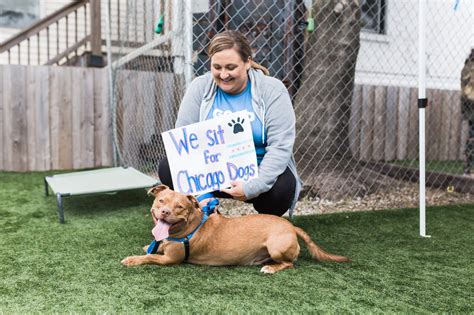 Sit For Shelter Pets One Tail At A Time