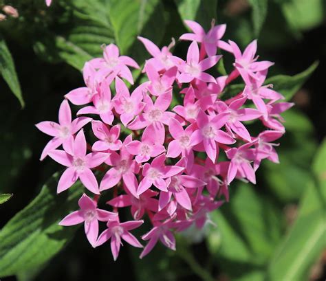 House plant with small pink flowers. Pink Star Cluster Flowers Photograph by Cathy Lindsey