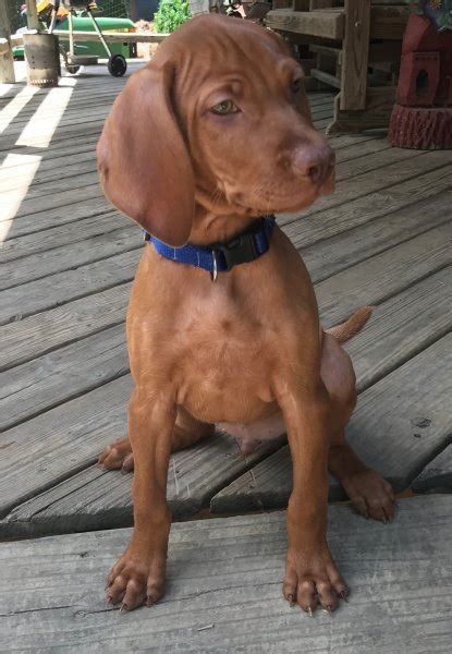 Bred to follow the magyar hunters on horse back, they have an amazing stamina and require a great amount of exercise and play. White River Kennels | Hunting Dog Breeders