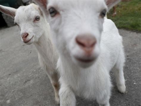 Meet This And That The Rare Geep Offspring Of A Goat And Ram Romance