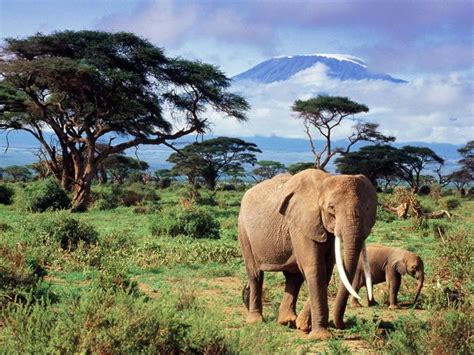 Elefantes En Su Hábitat Natural La Sabana Animales Elefante