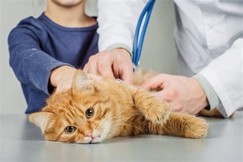10 Signs That Your Cat Is Sick Or In Pain Petsoid