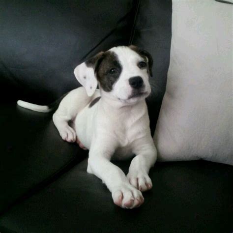 Check spelling or type a new query. boxer/pitbull mix | puppies! | Pinterest | I am, Boxers ...
