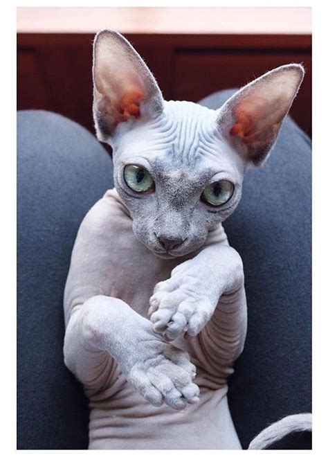 15 Things You Should Know About Sphynx Cats Before You Adopt One The Paws