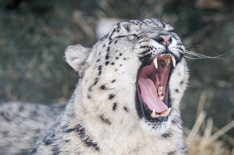 Wallpaper Animals Wildlife Teeth Big Cats Whiskers Yawning Snow