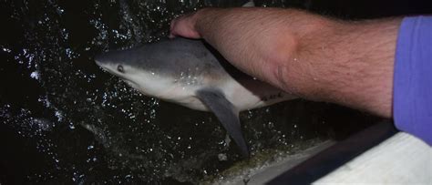 Is A Changing Environment Bringing Baby Bull Sharks To North Carolina