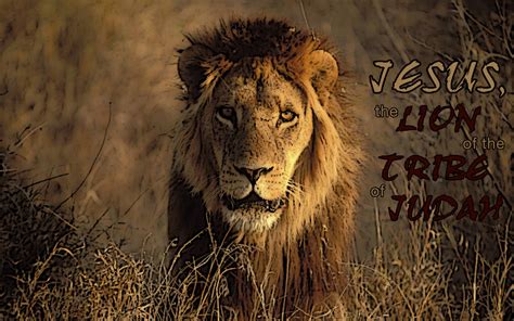 Lion Of Judah Wallpapers 63 Images