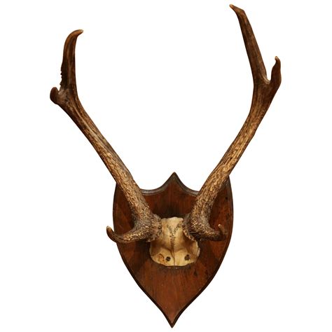 Red Deer Antlers Mounted On Gilt Stags Head At 1stdibs