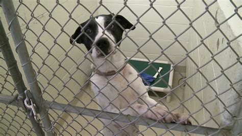 Every one of them has been smart, caring and thoughtful and has had a good bedside manner. Johnson County Animal Shelter offers free adoptions ...