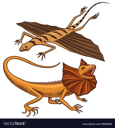 Frilled Necked Lizard Flying Dragon Or Agama Vector Image