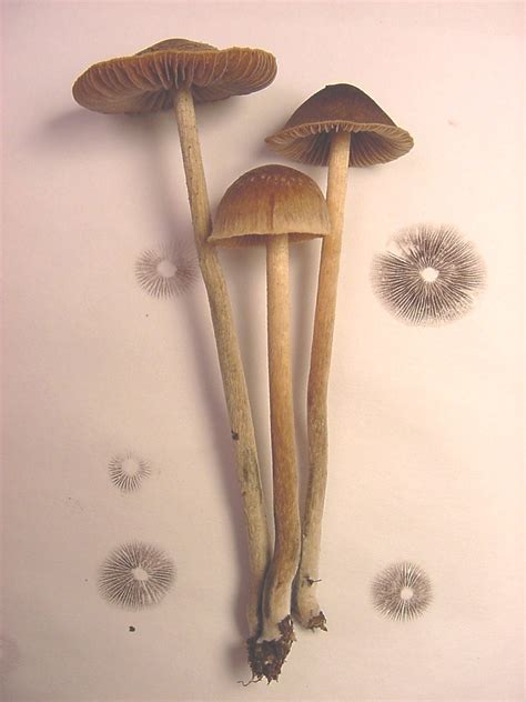 If this is the case with your specimen. Psilocybe | Wiki | Everipedia