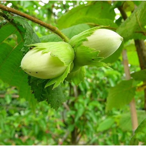 Filbert Cosford Tree Buy Corylus Filbert Nut Tree Online