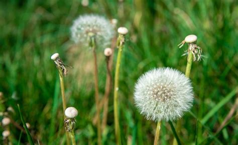 Premium Photo Dandelions On A Green Meadow In The Grass