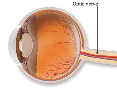 Cataract Surgery In Kochi Anatomy Of The Eye Optic Nerve