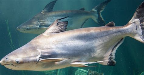 Giant Pangasius Catfish · Tennessee Aquarium