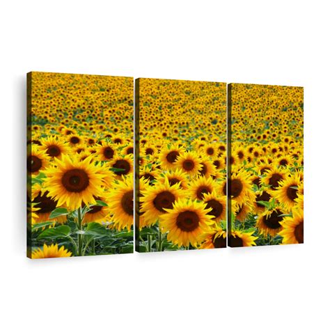 Endless Sunflower Field Wall Art Photography