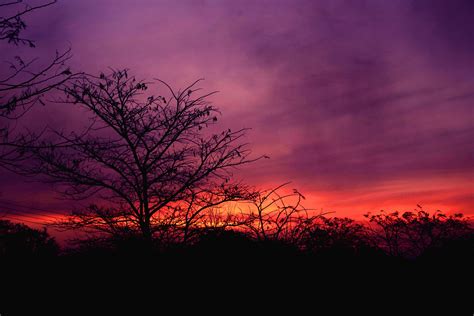 Wallpaper Tree Sunset Sky Clouds Hd Widescreen High Definition