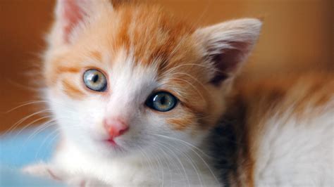 Gambar Kumpulan Gambar Kucing Lucu Menggemaskan Ngagambar Download