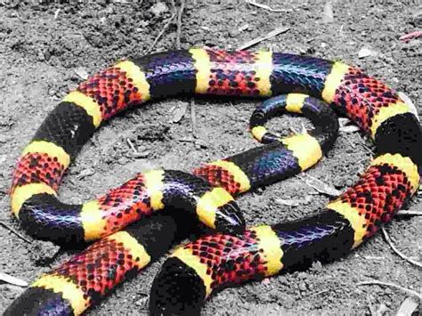 Coral Snake Coral Snake Snake Beautiful Creatures