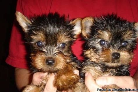 Help over 180,000 pets, that are available through rescues and shelters, find a home. AKC registered teacup yorkie puppies available for ...