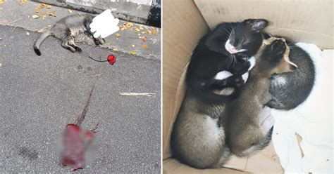 Stray Mother Cat Dies After Getting Hit By Car In Spore 4 Kittens