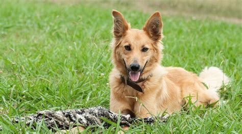 The Definitive German Shepherd Golden Retriever Mix Guide All Things Dogs