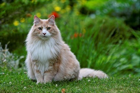 Getting To Know The Breed Of Norwegian Forest Cat