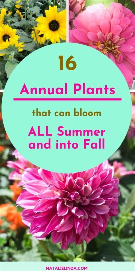 Want Colorful Blooms In Your Garden During Summer And Fall Planting