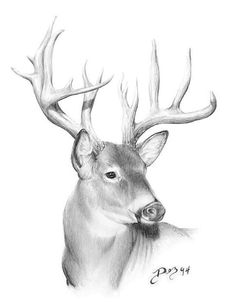 Deer sketch drawing at paintingvalley com explore. Whitetail Deer by Larry-DEZ- Dismang | Deer drawing, Deer ...