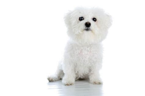 Bichon Frise Price A Complete Guide With Calculator PetBudget