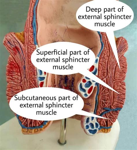 اسفنکتر خارجی مقعد اطلس الکترونیک آناتومی