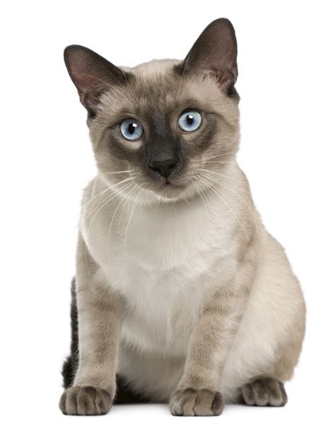 Siamese Breeders Australia Siamese Info And Kittens