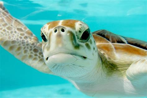 It's worth building up your distances in the pool over the winter if you. The Seven Species Of Sea Turtles Living In The Oceans Of ...