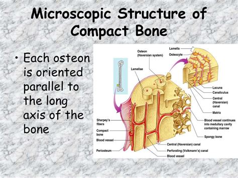 Chapter 6 Skeletal System Bones And Bone Tissue