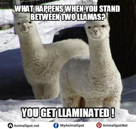 Funny Llamas Memes