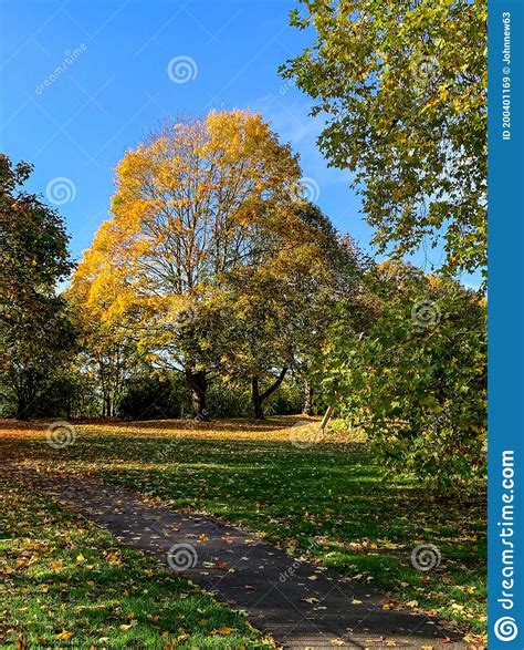 Beautiful Autumn Trees Stock Image Image Of Colours 200401169