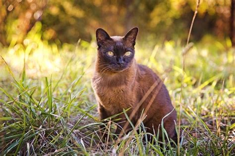 Burmese Cat Breed Info Pictures Traits And Facts Excited Cats