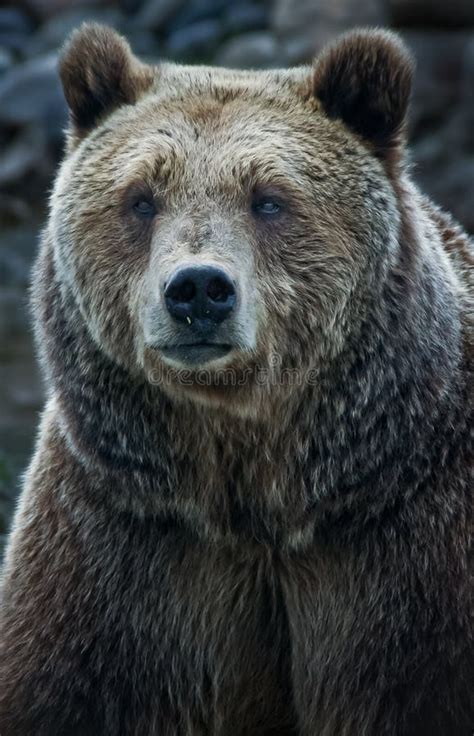 4577 Grizzly Bear Face Stock Photos Free And Royalty Free Stock Photos