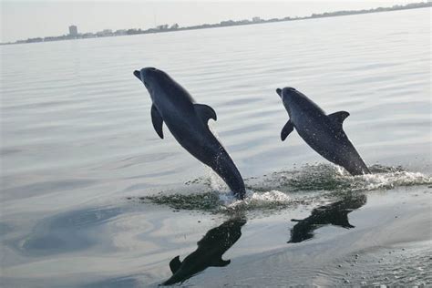 Sarasota Dolphin Research Program Earns Disney Conservation Award