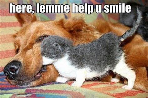Funny Dogs Smile Dump A Day