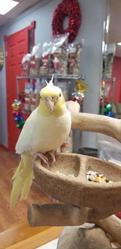 Find birds for sale in middlesbrough via pets4homes. BUY COCKATIEL FOR SALE - Cheap Macaws Online